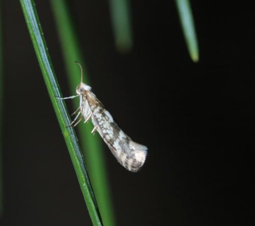 Argyresthia sp.